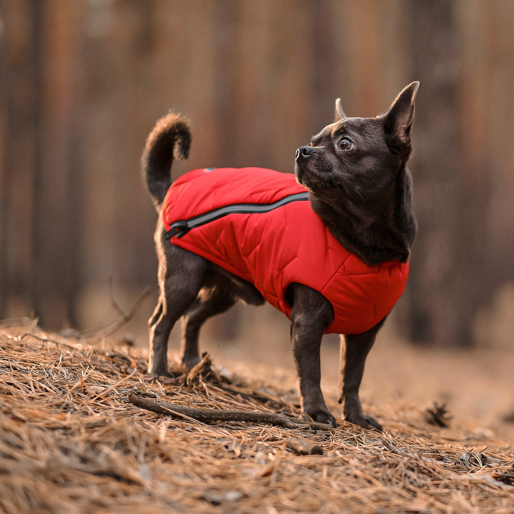 Жилет для тварин Pet Fashion "E.Vest" XL червоний (4823082424504)