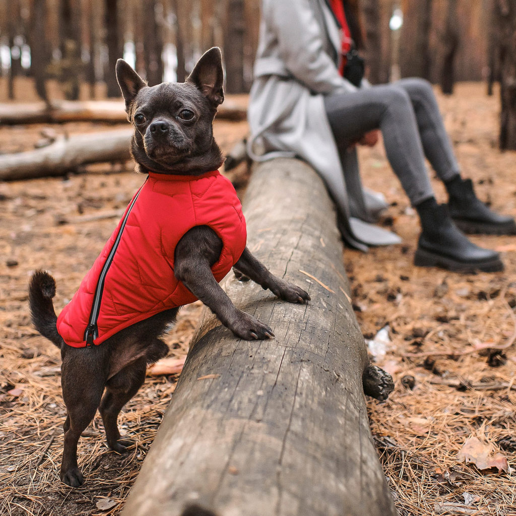 Жилет для тварин Pet Fashion "E.Vest" XL червоний (4823082424504)