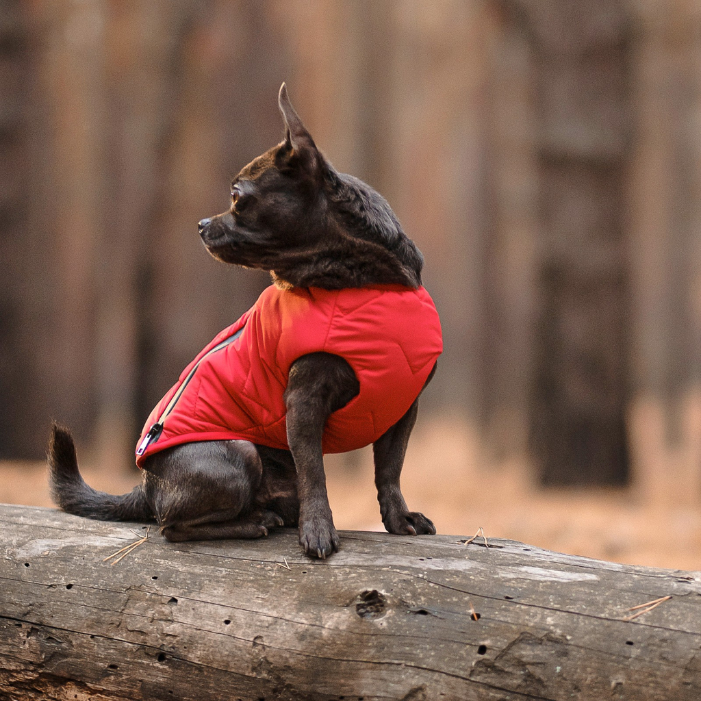 Жилет для тварин Pet Fashion "E.Vest" XL червоний (4823082424504)