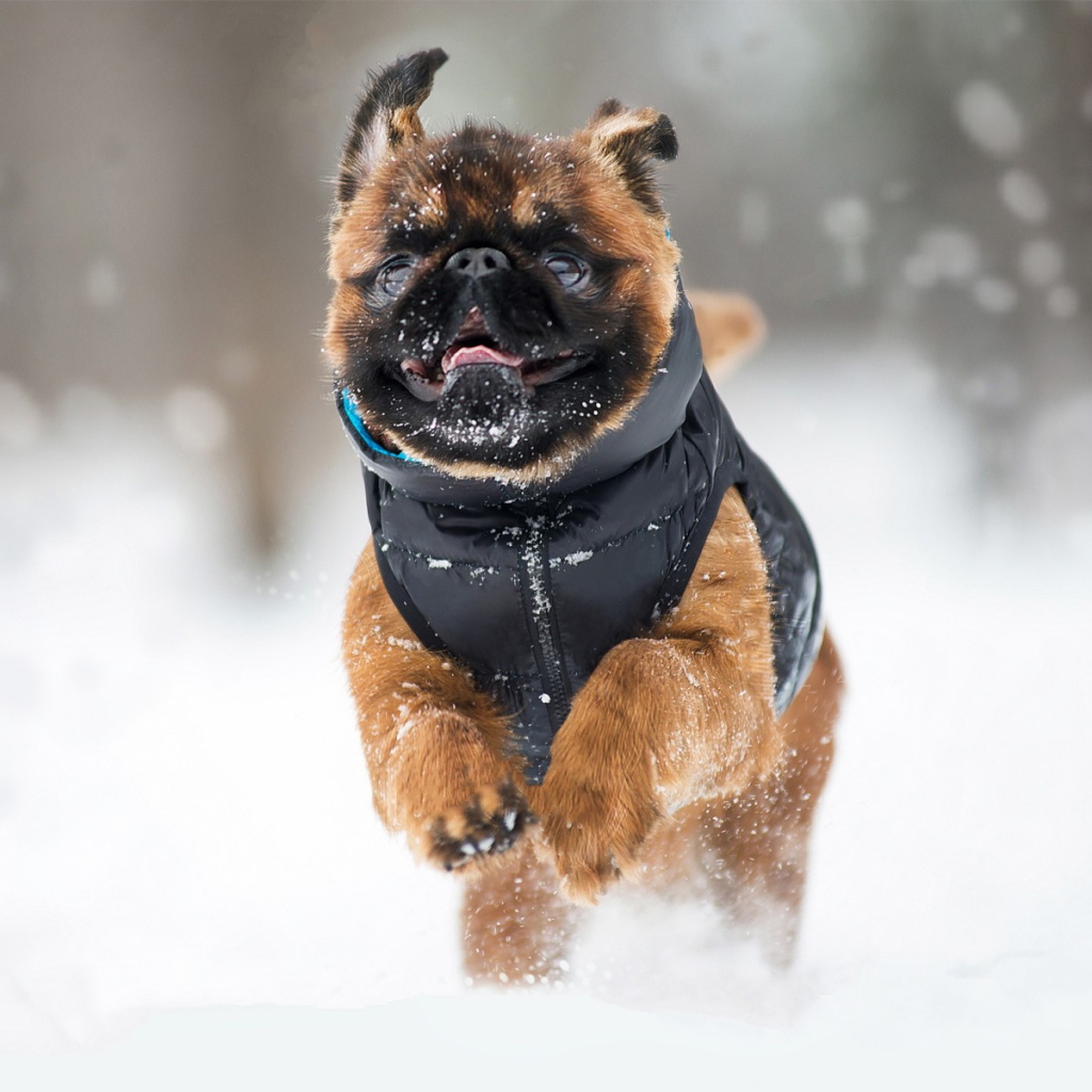 Курточка для тварин Airy Vest двостороння M 47 чорно-блакитна (1893)