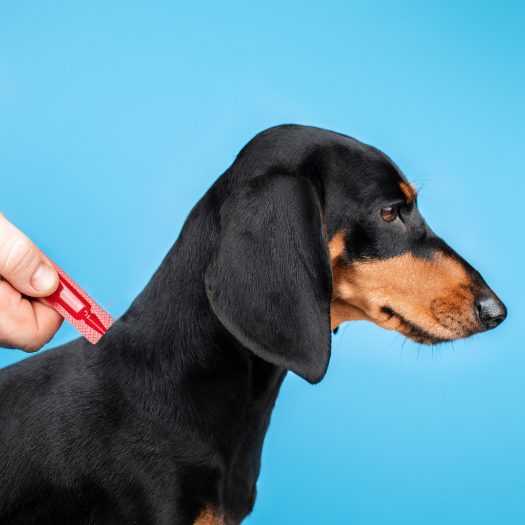 Краплі для тварин ProVET Profiline інсектоакарицид для собак 10-20 кг 1/2 мл (4823082431076) Краплі для тварин ProVET Profiline інсектоакарицид для собак 10-20 кг 1/2 мл (4823082431076)