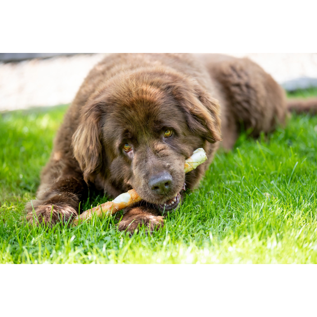 Ласощі для собак Trixie DENTAfun Паличка для чищення зубів з куркою 1 шт 170 г (4011905313290)