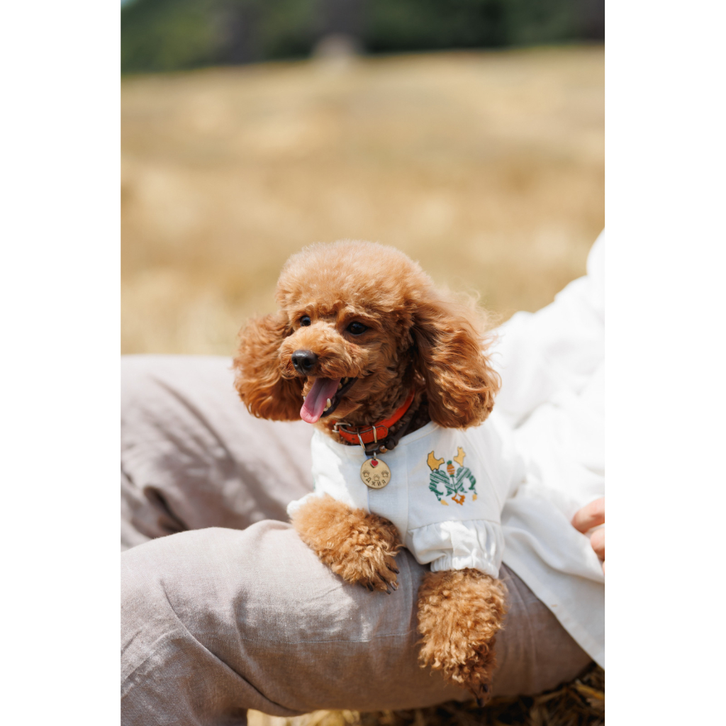 Футболка для тварин Pet Fashion Maryana XS (4823082439317)