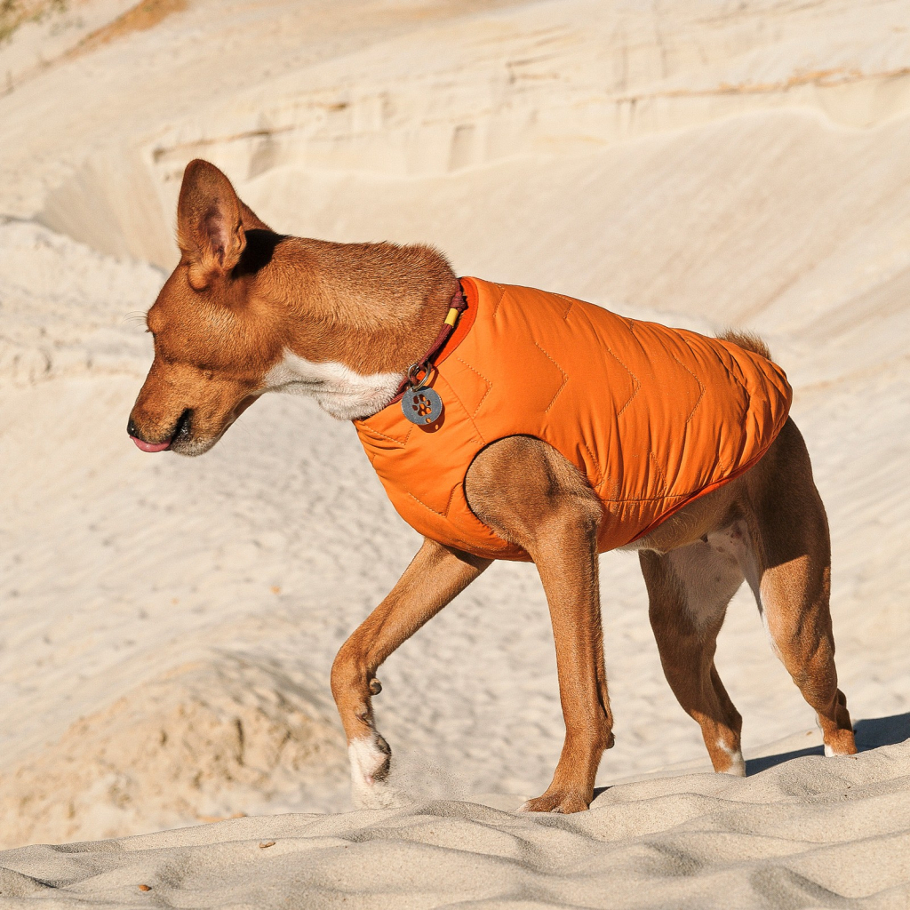 Жилет для тварин Pet Fashion "E.Vest" S помаранчевий (4823082424290)