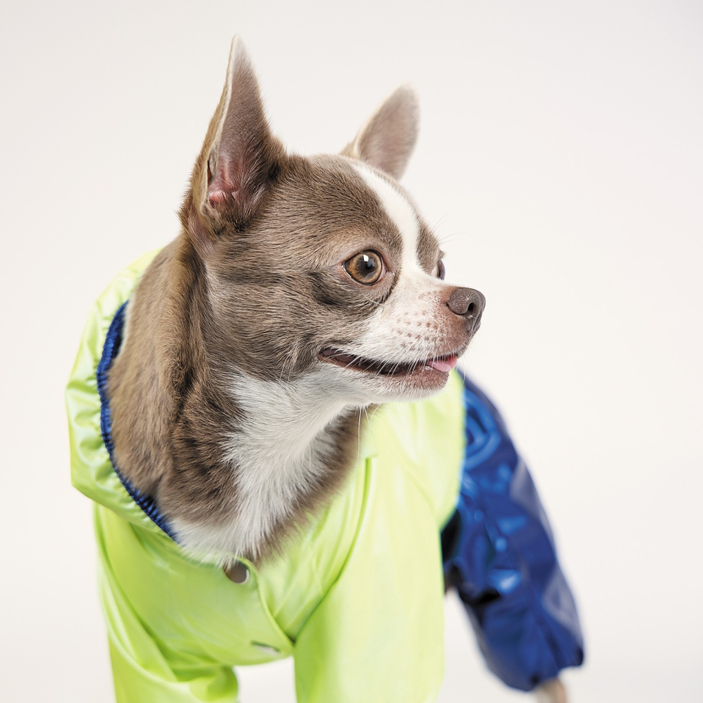 Дощовик для тварин Pet Fashion "PULSE" XS (синій із зеленим) (4823082422821)