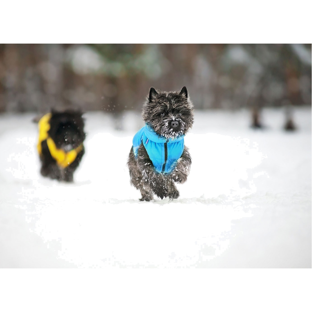 Курточка для тварин Collar AiryVest "Colors of freedom" L 55 (4449-4020)