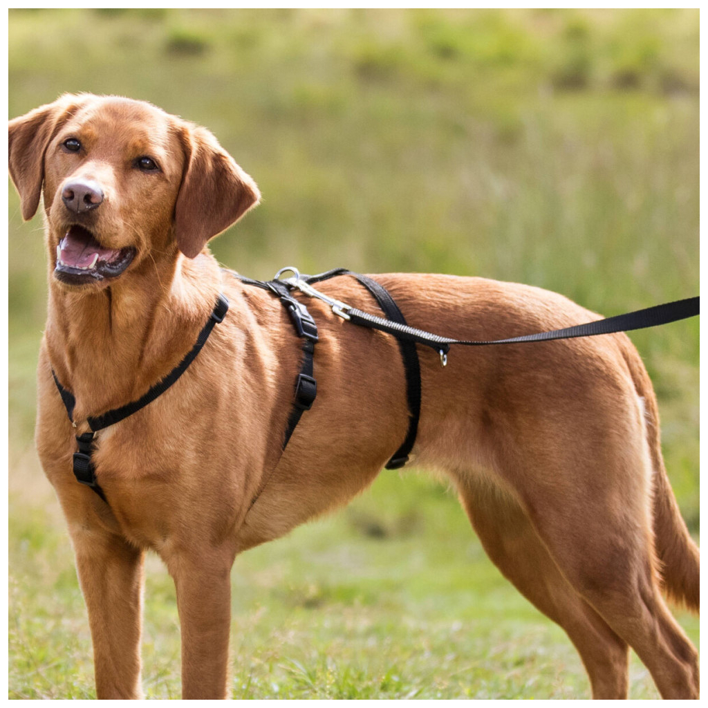 Шлея для собак Trixie S-M 40-65 см 15 мм чорна (4047974130926) Шлея для собак Trixie S-M 40-65 см 15 мм чорна (4047974130926)