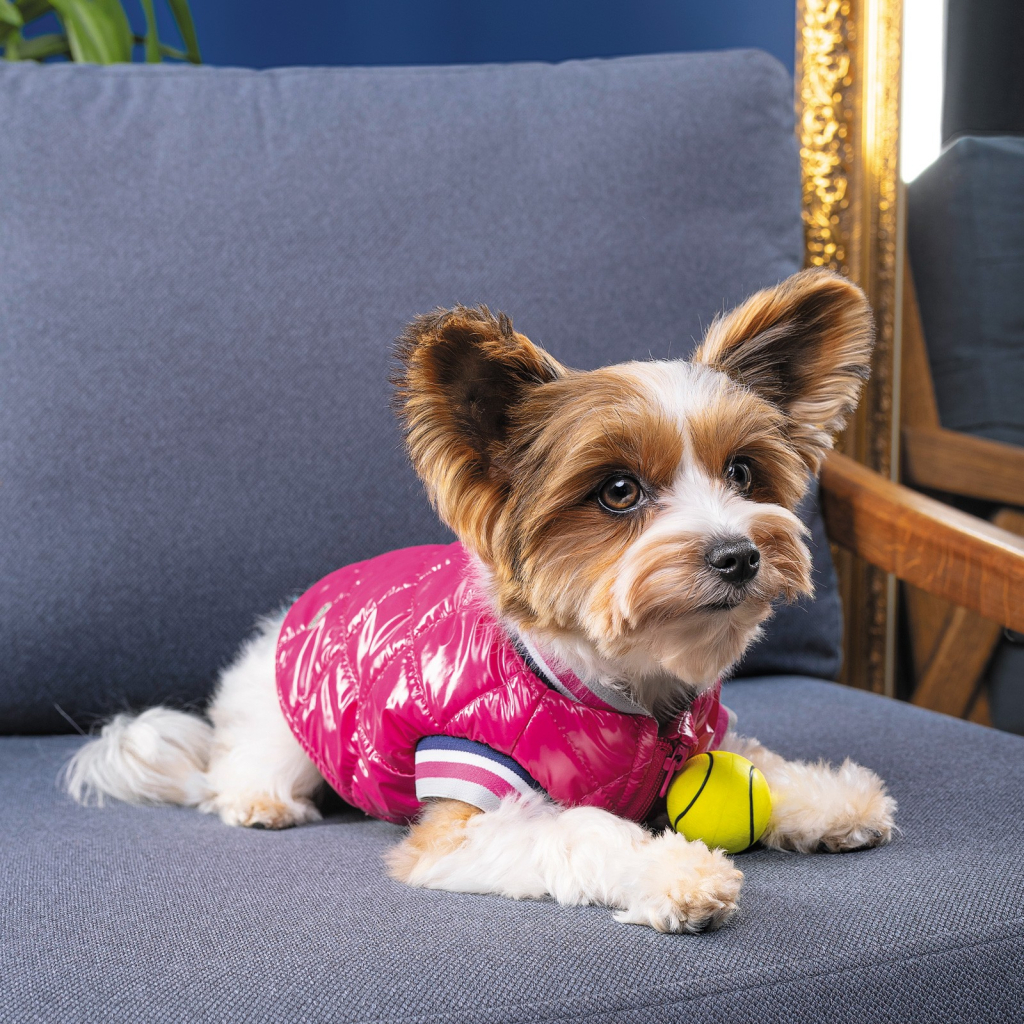 Бомбер для тварин Pet Fashion Grace XS2 (4823082430154)
