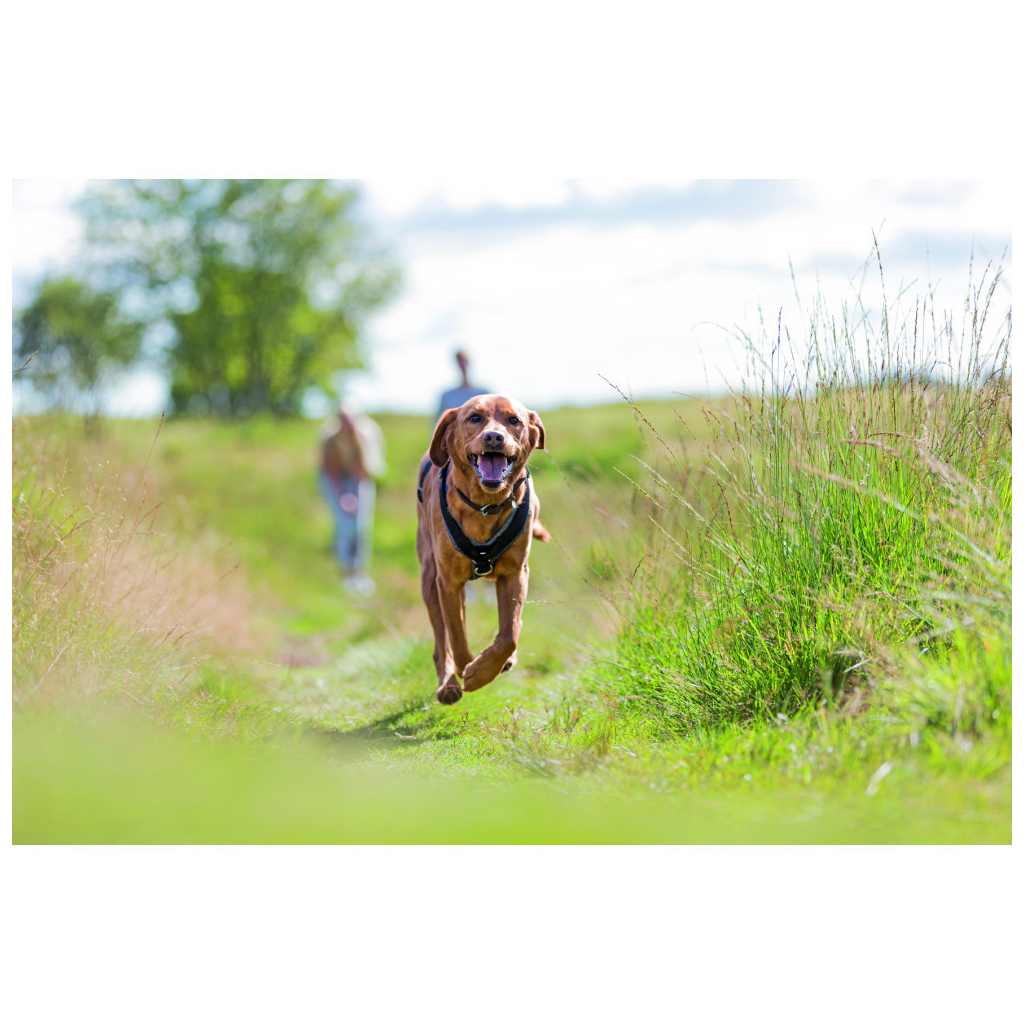 Шлея для собак Trixie Premium трекінгова M–L 62–74 см х 25 мм чорний-графіт (4053032419889) Шлея для собак Trixie Premium трекінгова M–L 62–74 см х 25 мм чорний-графіт (4053032419889)