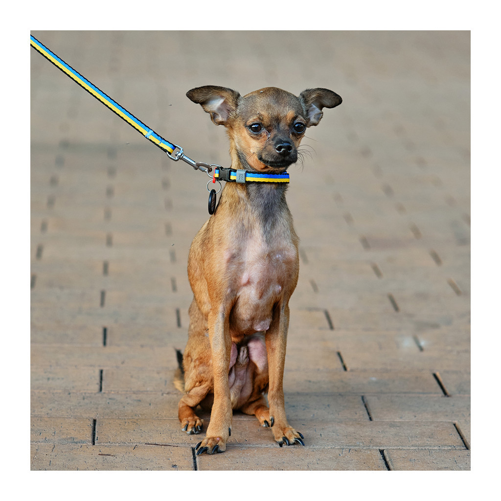 Повідець для собак WAUDOG Nylon "Colors of freedom" S 15 мм х 122 cм (4915-4020)