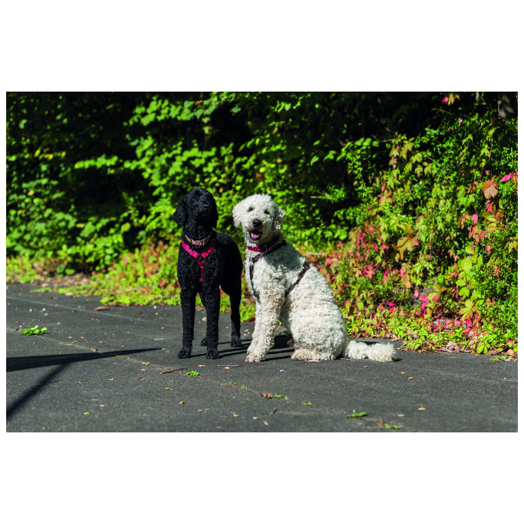 Шлея для собак Trixie Premium S-M червона (4011905203331)