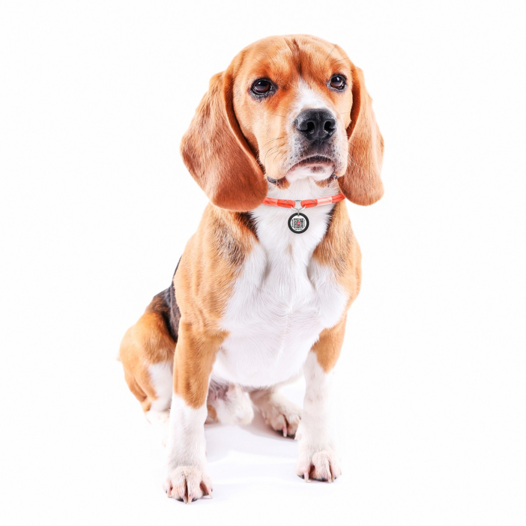 Шнурок для адресника WAUDOG Smart ID М 42-76 см помаранчевий (60394)