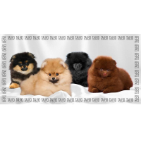 Towel for animals Tauro Pro Line made of microfiber highly absorbent with Pomeranian Spitz 80x160 cm (TPLRAN70316)